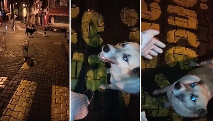 Beslediği Sokak Köpeklerinden Sevgi Gören Kadının İzlerken Gözlerinizden Kalpler Fışkırtacak Görüntüleri