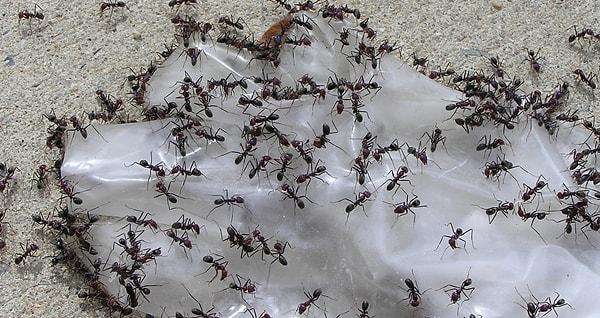 18. Yaz geliyorsa yakında karınca istilaları da başlar.