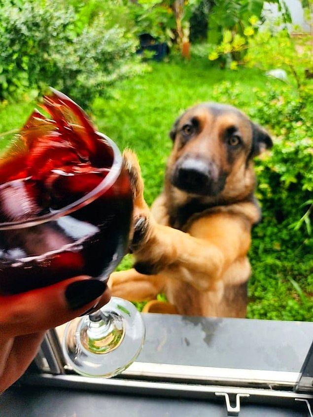 9. "Erkek arkadaşım şarap fotoğrafı çekmek isterken pencerede köpeğim belirdi."