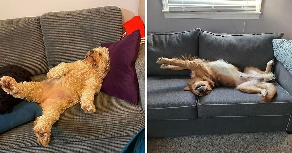 Они постигли искусство сон-фу: 15 фото собак, заснувших в самых странных позах и местах