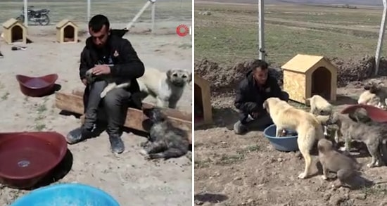 Sokak Köpeklerini Beslediği İçin Köyden Kovulan Engelli Genç, 'Canlar'ı için Barınak Yaptı