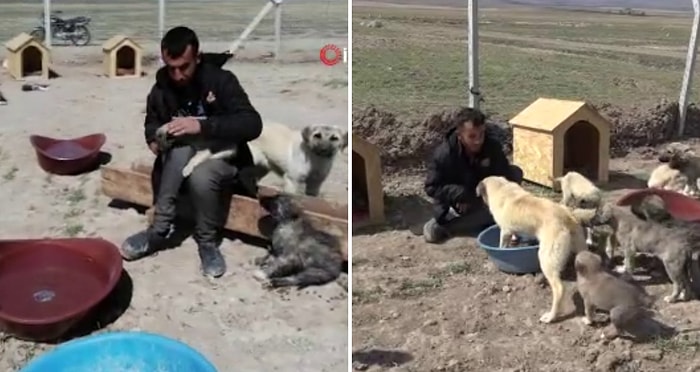 Sokak Köpeklerini Beslediği İçin Köyden Kovulan Engelli Genç, 'Canlar'ı için Barınak Yaptı