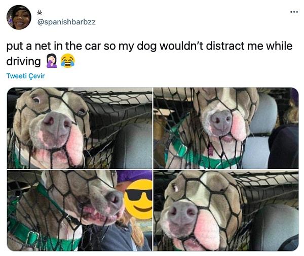 4. "Araba kullanırken köpeğim dikkatimi dağıtmasın diye arabaya ağ taktım."