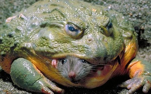 4. Bir fareyi canlı canlı yiyen Afrika boğa kurbağası: