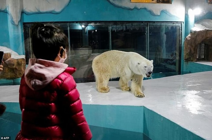 Новый отель в Китае, где можно наблюдать за белыми медведями 24 часа в сутки, вызвал критику защитников животных