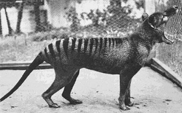 20. "Thylacines" olarak da anılan Tazmanya Kaplanları , büyük keseli yırtıcıların bir türüydü. 1936'da neslinin tükendiği ilan edilinceye kadar Tazmanya'daki Avrupalı yerleşimciler onları avladılar ve yaşam alanlarını yavaş yavaş katlettiler.