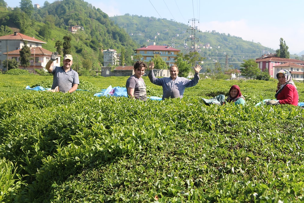 Karadeniz’e 'Çay Göçü' Öncesi Kritik 'Vaka' Uyarısı