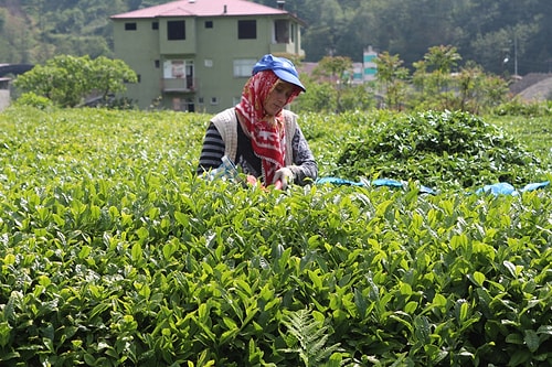 Karadeniz’e 'Çay Göçü' Öncesi Kritik 'Vaka' Uyarısı