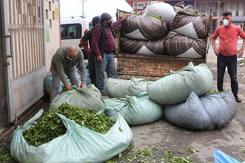 Karadeniz’e 'Çay Göçü' Öncesi Kritik 'Vaka' Uyarısı