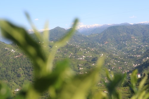 Karadeniz’e 'Çay Göçü' Öncesi Kritik 'Vaka' Uyarısı