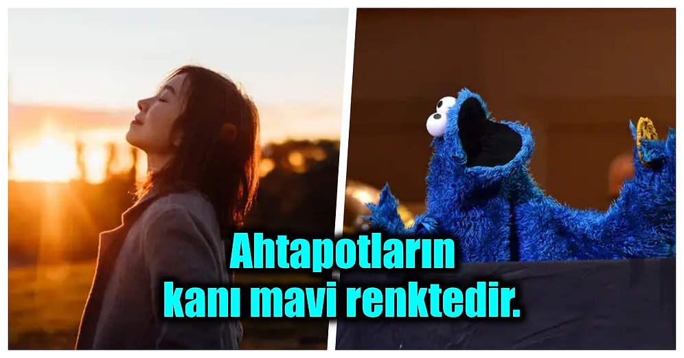 Son Derece Anlamsız Ama Bir O Kadar da Hayrete Düşürücü 20 İlginç Bilgi