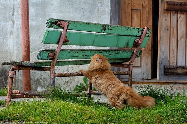 Гигантский оранжевый пирожочек устроил настоящий спектакль возле дома племянницы Болденкова