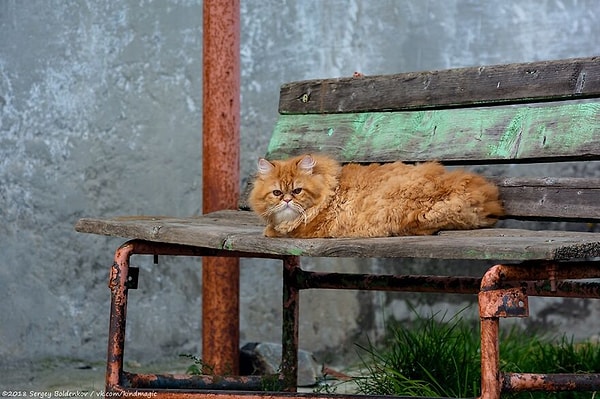 А талантливому фотографу удалось запечатлеть кота, которого поймали с поличным прямо «на месте преступления»