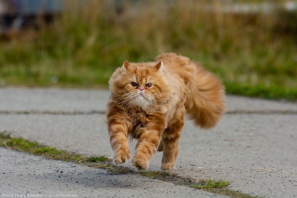 Попытка терроризировать бедных голубей была быстрой и расчетливой