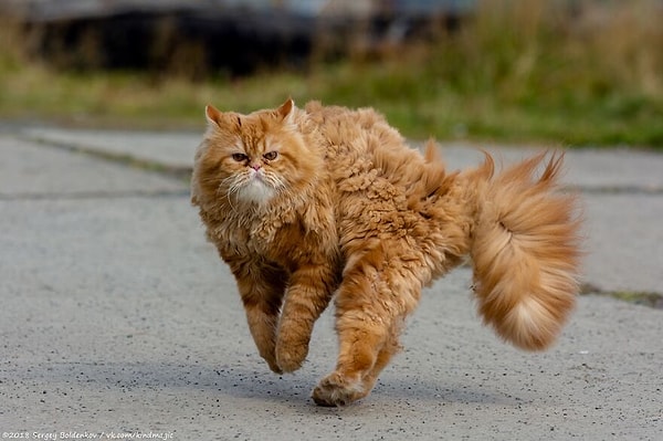 Похоже, план Барсика поймать хотя бы одного голубя не оправдал ожиданий