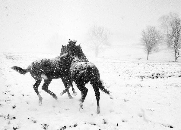 9. Siyah & Beyaz Kategorisi Birinciliği: "Atların Oyunu" fotoğrafıyla Alessandra Manzotti