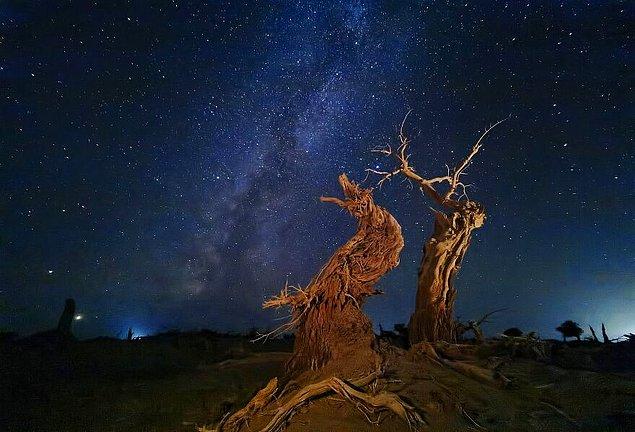 5. Yılın Fotoğrafçısı: "Gökyüzünün Altındaki Kavak" fotoğrafıyla Dan Liu