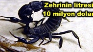 Litresi 10 Milyon Dolar! Dünyanın En Ölümcül Hayvanı Olan Kara Akrebin İyileştirici Mucizevi Zehri