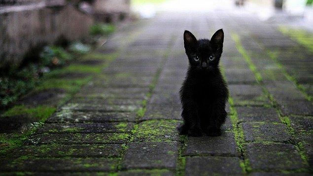28. Kara kediler yıllarca neden uğursuz olarak görüldü?