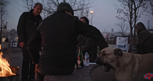 İstanbul'un Köpeklerini Anlatan Belgesel Stray, ABD'de İzleyicilerle Buluşacak