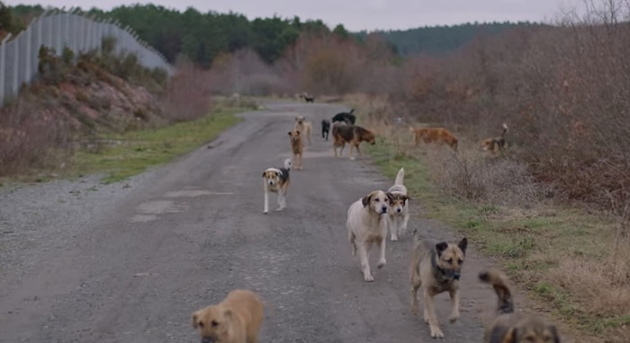 İstanbul'un Köpeklerini Anlatan Belgesel Stray, ABD'de İzleyicilerle Buluşacak