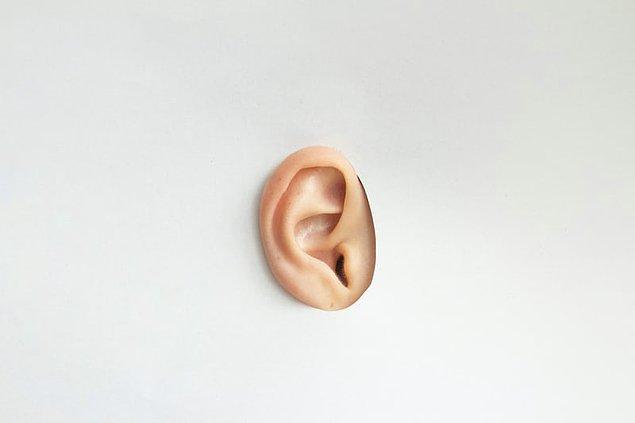 3. Harici kulak kasları: