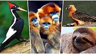 Bu Hayvanlardan Hangisinin Ülkemizde Yaşadığını Bulabilecek misin?