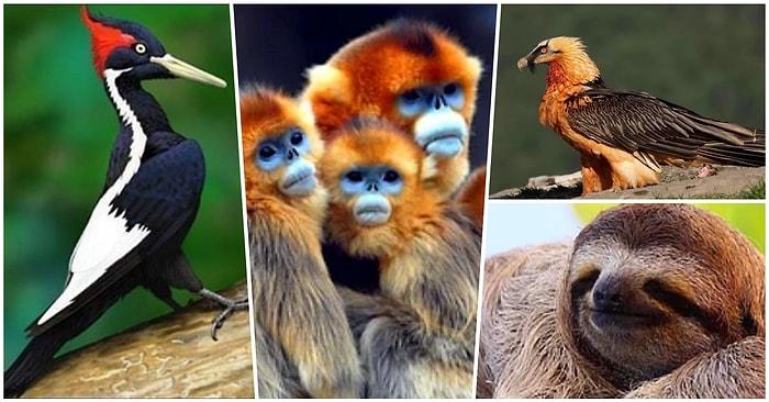 Bu Hayvanlardan Hangisinin Ülkemizde Yaşadığını Bulabilecek misin?
