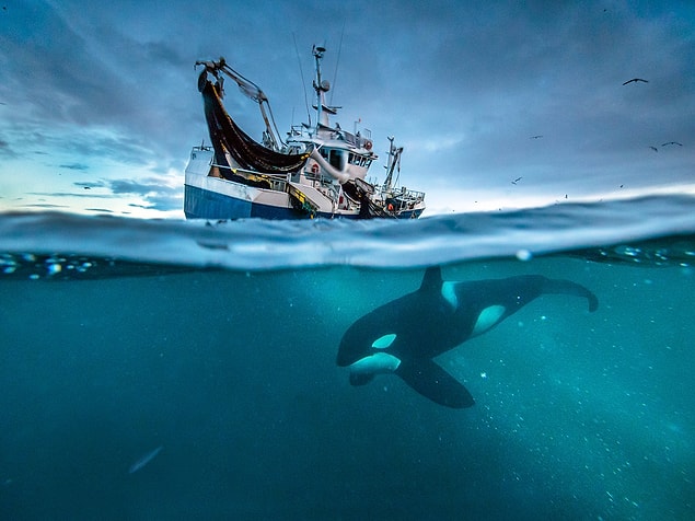 3. Blue Planet II (2017)