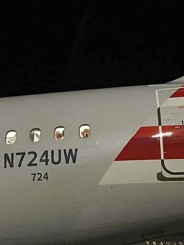 8. Собакен путешественник