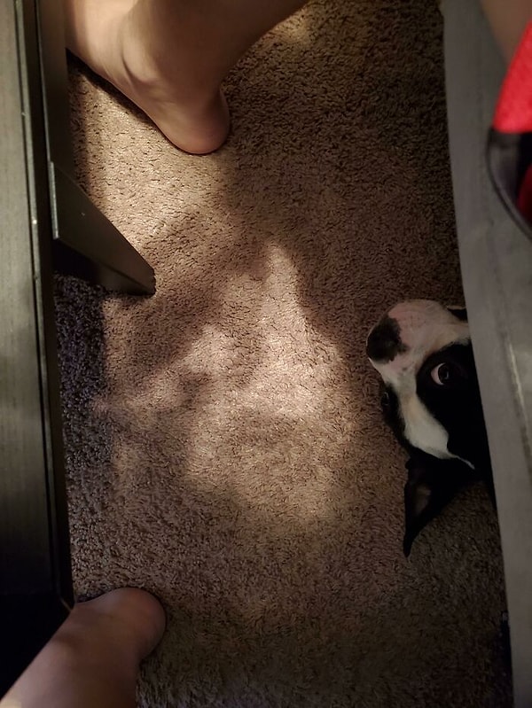 11. Я сказала ему прекратить попрошайничать вкусняшки и уйти, пока я ем. 30 секунд спустя я смотрю вниз, и вижу это