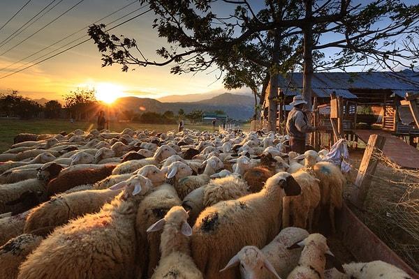 Çoğumuzun şöyle bir köye yerleşsek de kendi ektiğimizi biçtiğimizi yesek, koyuna kuzuya baksak dediğimiz bir dönem olmuştur.