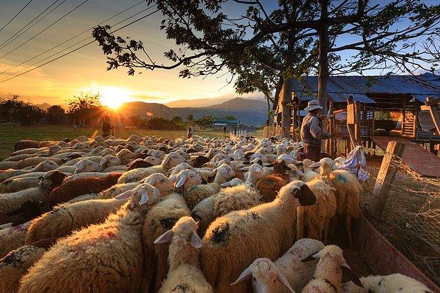 Çoğumuzun şöyle bir köye yerleşsek de kendi ektiğimizi biçtiğimizi yesek, koyuna kuzuya baksak dediğimiz bir dönem olmuştur.