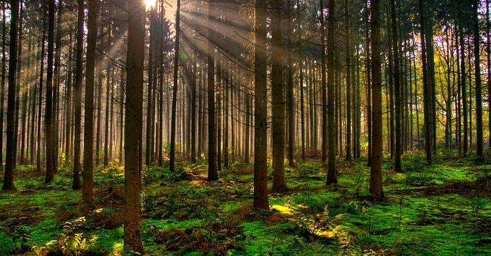 Türkiye'de En Çok Ormanlık Alana Sahip Olan Şehrimizi Bulabilecek misin?