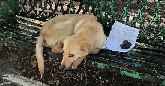 Спасатели нашли щенка, привязанного к скамейке, рядом с душераздирающей запиской от ребенка