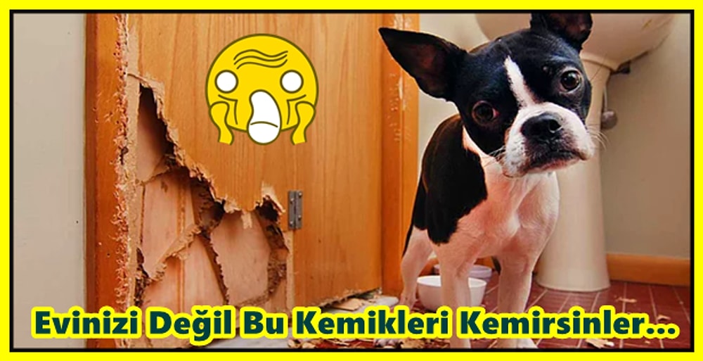 Evinizdeki Eşyaları Çiğnemekten Vazgeçmeyen Köpekleriniz İçin Sağlam Oyuncak ve Ürün Önerileri