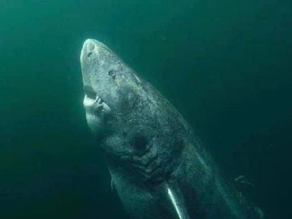 4. Yaklaşık 400 yaşında olan bu Grönland Köpek balığı, Dünya üzerindeki "en yaşlı omurgalı" olarak adlandırıldı.