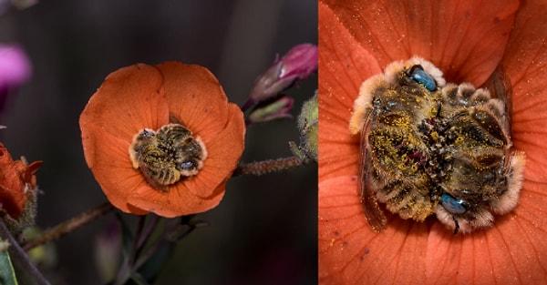 9. Arılar her gün 5-8 saat uyumaktadırlar (bu süreçte birbirlerine sarılmanın tadını çıkarırlar), ve aynı zamanda bazı araştırmalar arıların rüya gördüğünü bile ileri sürmektedir.