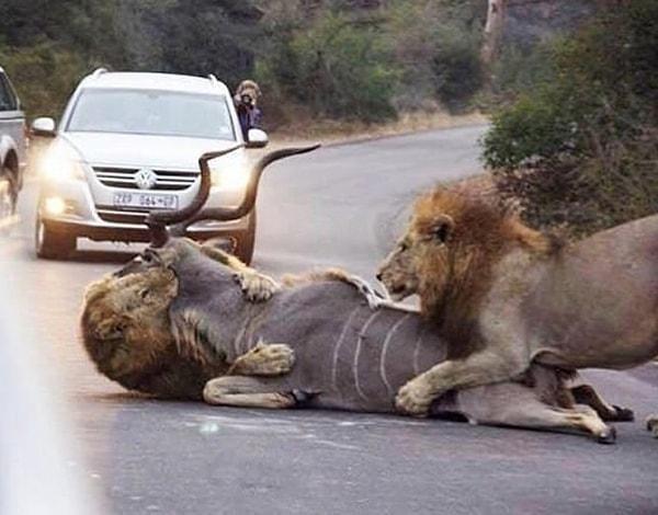 3. İki erkek aslanın saldırısına uğrayan bu Afrika ceylanı:
