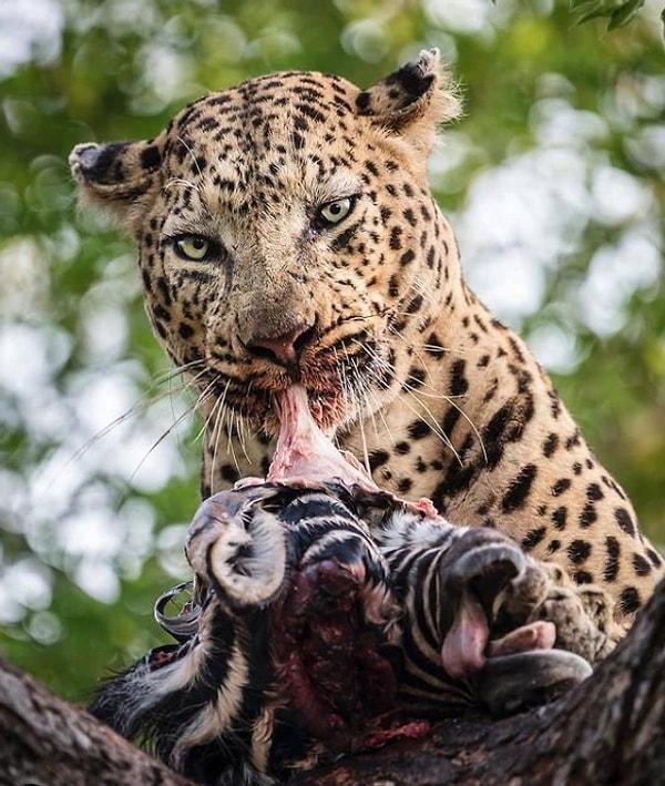 7. En sevdiği ağacın altında avının tadını çıkaran ürkütücü leopar: