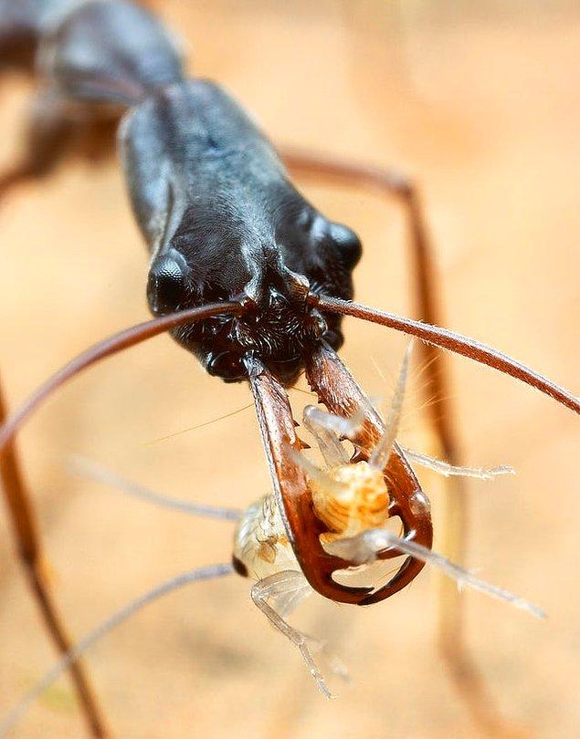 14. Çenesinde kum piresi bulunan bir tuzak çeneli karınca: