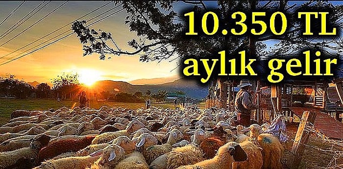 Tası Toprağı Toplayın Küçükbaş Hayvancılığa Başlıyoruz! Yılda 50 Koyun ile Zengin Olmak Mümkün mü?