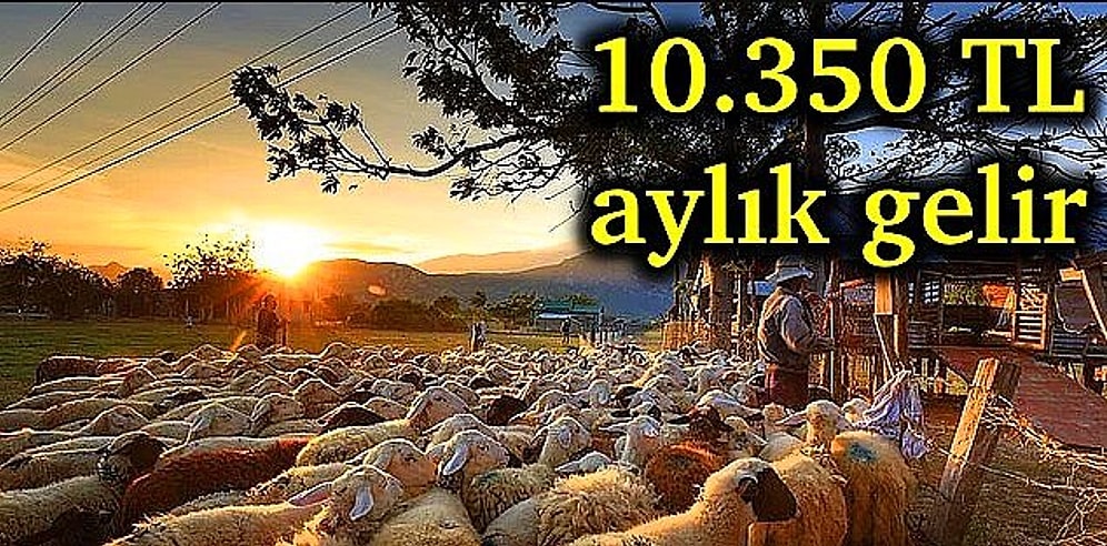 Tası Toprağı Toplayın Küçükbaş Hayvancılığa Başlıyoruz! Yılda 50 Koyun ile Zengin Olmak Mümkün mü?