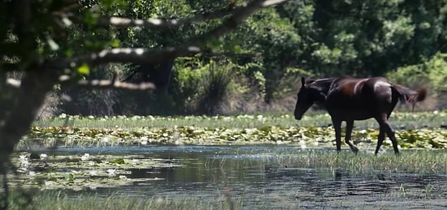 Karacabey Longoz Ormanı ise Bursa'da bulunmaktadır.