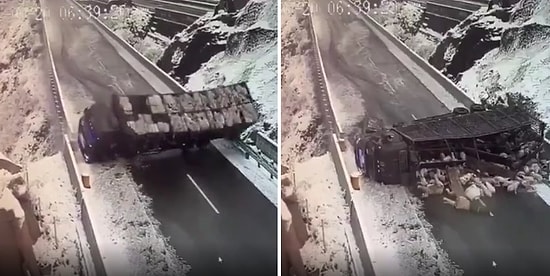 Koyun Yüklü Kamyonun Devrilip 300 Koyunun Telef Olduğu Üzücü Görüntüler