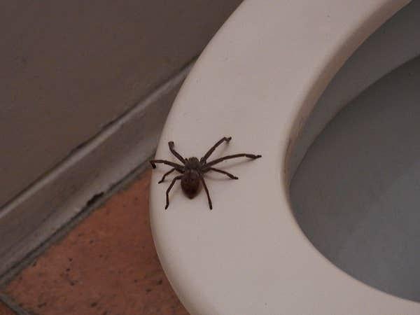3. "Tuvaletin kenarlarında çıkan daha tehlikeli örümcekleri öldürmeleri için tuvaletlerde büyük örümcekler tuttuklarını duydum. Bunun hakkında birkaç video izledim."