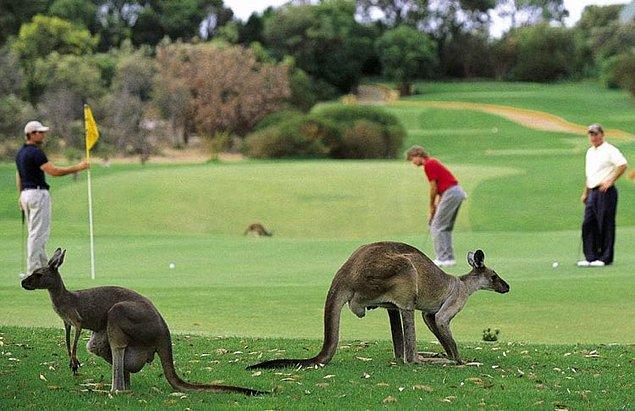 13. "Kangurular golf sahasında rahatlıkla gezebiliyorlarmış."