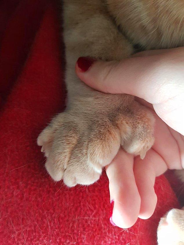 9. "Kedimin patisinde fazladan parmaklar var!"