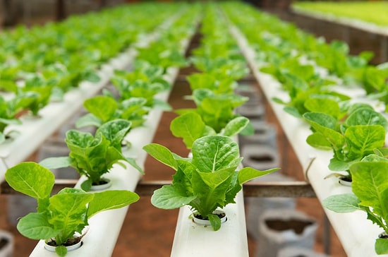 Sürdürülebilirliğin İnsanlık İçin Ne Kadar Önemli Olduğunu Ortaya Koyan 9 İyi Bilgi