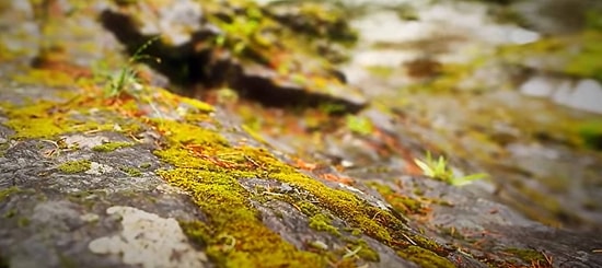 Bu Maddelerden Hangisinin Biyobozunur Olduğunu Bulabilecek misin?